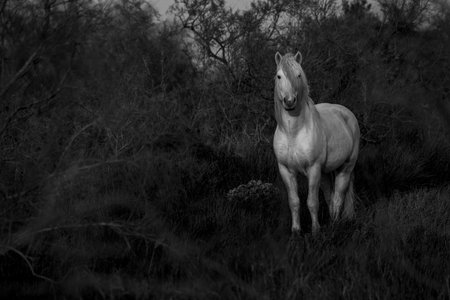 A white horse stands in a field. Black and white photo.の写真素材