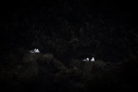 Gulls sitting on a rock in the lake at night.の写真素材