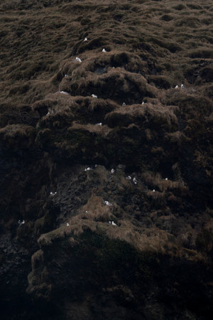 Puffin colony on a cliff in the Falkland Islands.の写真素材