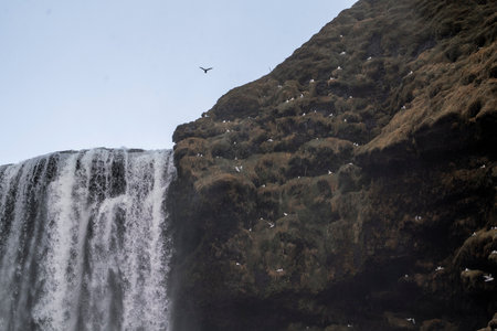 Skogafoss waterfall in Iceland, Scandinavia, Europe.