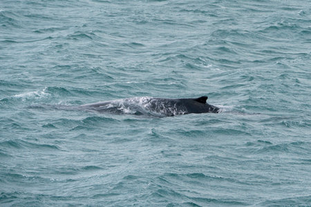 Humpback whale swimming in the ocean, Kaikoura, New Zealandの写真素材