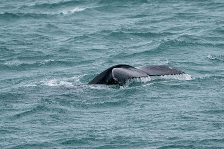 Humpback whale tail in the ocean. Iceland. Toned.の写真素材
