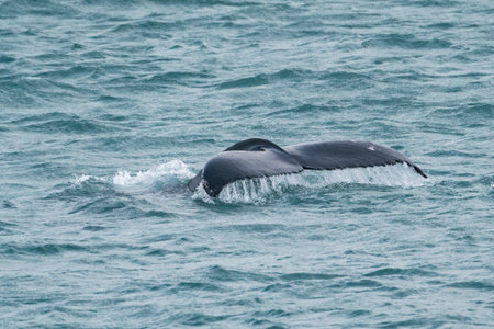 Humpback whale (Megaptera novaeangliae) in gulf of Thailand.の写真素材