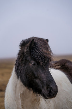 Icelandic horse in a field on a foggy day.の写真素材