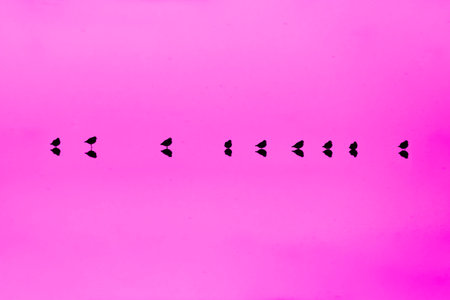 silhouette of a flock of pigeons on a pink backgroundの写真素材