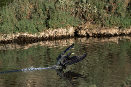 Great Cormorant (Phalacrocorax carbo)の写真素材