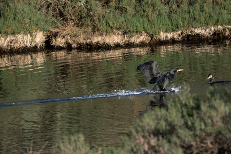 Great cormorant, Phalacrocorax carbo, single bird on water, Warwickshireの写真素材