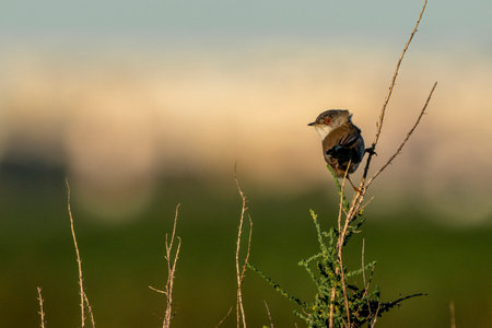 Reed Warbler (Locustella naevia). Russia, the Ryazan region (Ryazanskaya oblast), the Pronsky District, Denisovo.の写真素材