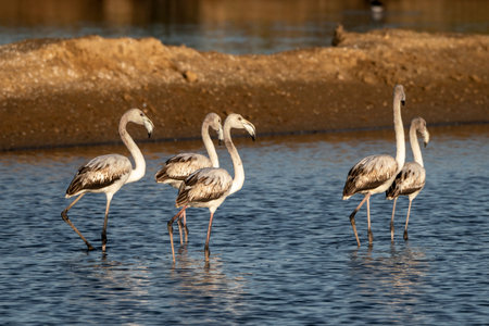 Flamingos in a lagoon in the Camargueの写真素材