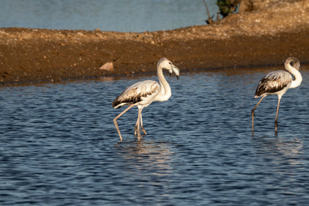 Greater flamingo (Phoenicopterus roseus) in waterの写真素材