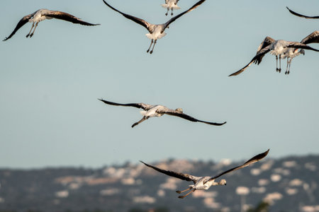 A flock of sandhill cranes flying in the blue sky.の写真素材