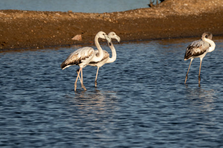 Flamingo in the water. Africa. Kenya. Tanzania.の写真素材