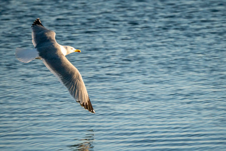 Seagull flying in the blue sky over the sea water.の写真素材