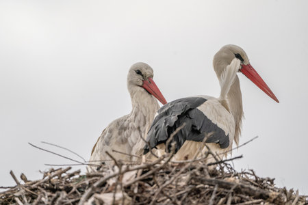 Two storks in a nest on a background of a cloudy skyの写真素材