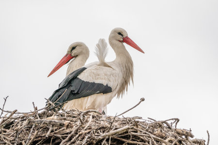 White stork (Ciconia ciconia) in the nestの写真素材
