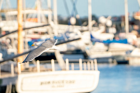 Seagull flying in the blue sky over a yacht marinaの写真素材
