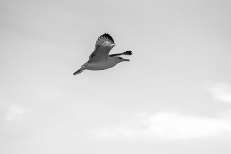 Black and white photo of a seagull flying in the skyの写真素材
