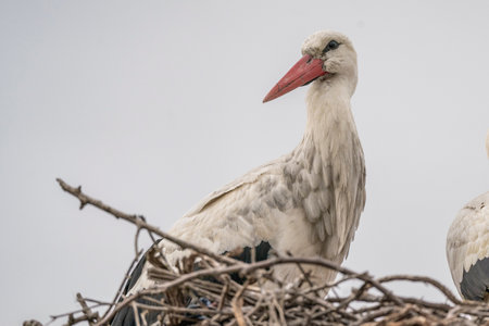 White stork in a nest on a white background, close-upの写真素材