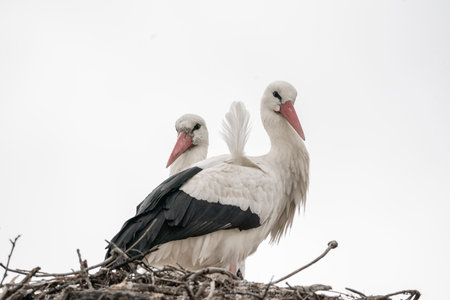 two storks in a nest on a background of a white skyの写真素材