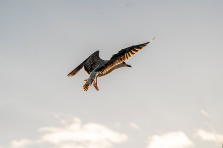 Seagull flying in the sky at Bang Pu beach, Thailandの写真素材
