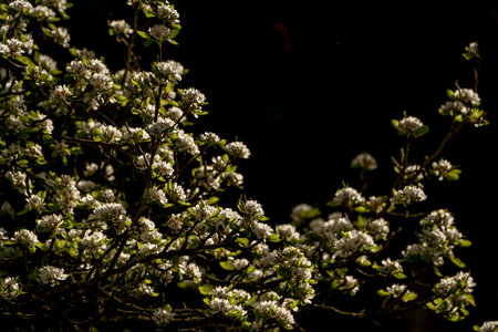 White flowers on the branches of a blossoming tree on a black backgroundの写真素材