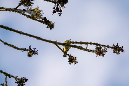 Closeup of a Great Tit bird perched on a branch of a treeの写真素材