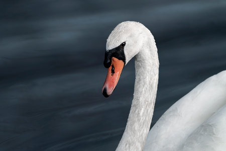Close up of a white swan swimming on a lake in winterの写真素材