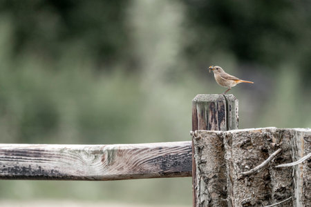 Rufous-throated Wren perched on a wooden fenceの写真素材