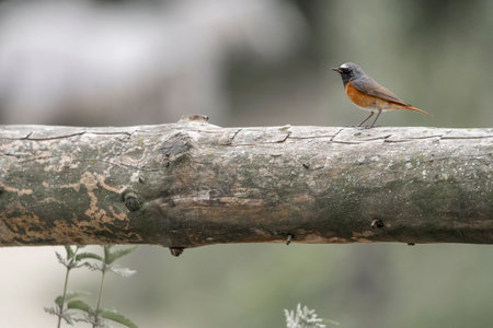 Redstart (Phoenicurus ochruros) in Thailandの写真素材