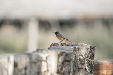 Redstart (Phoenicurus phoenicurus) in Thailandの写真素材