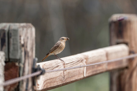A female Redstart perched on a fence post in a park.