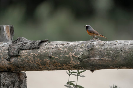 Redstart, Phoenicurus ochruros, single bird on branch, Warwickshireの写真素材