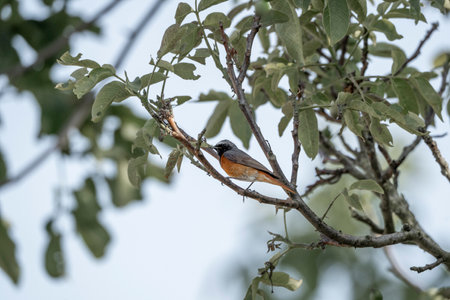 Redstart, Phoenicurus phoenicurus, single bird on branch, South Africa