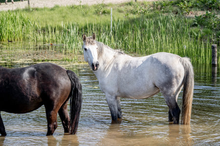 Horses in the water on a hot summer day in the meadowの写真素材