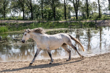 White horse running on the shore of a pond on a sunny dayの写真素材