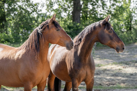 Horses in a field on a sunny summer day, close-upの写真素材