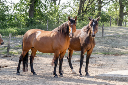 Two horses standing in the paddock on a sunny day. Closeupの写真素材