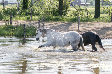 Horses in a flooded meadow on a hot summer day.の写真素材