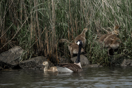 Canada Geese, Branta canadensis, with goslings
