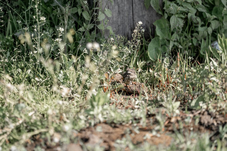The bird sits on the ground in the garden. Selective focus.の写真素材