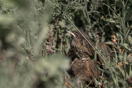 A shot of a Wren bird in the grass in nature.の写真素材