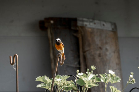 Redstart bird perched on a perch in front of the houseの写真素材