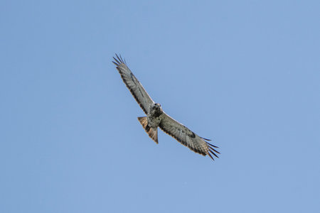 Osprey, Buteo buteo, single bird in flightの写真素材