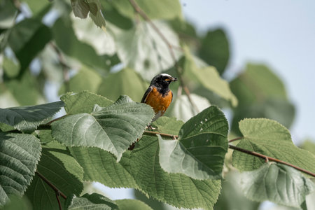 Redstart, Saxicola rubicola, single bird on branch, Warwickshireの写真素材