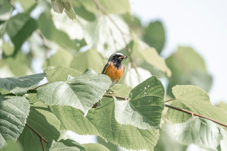 Redstart (Phoenicurus phoenicurus) on a branchの写真素材