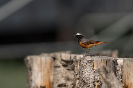 Redstart (Phoenicurus phoenicurus) on a stumpの写真素材