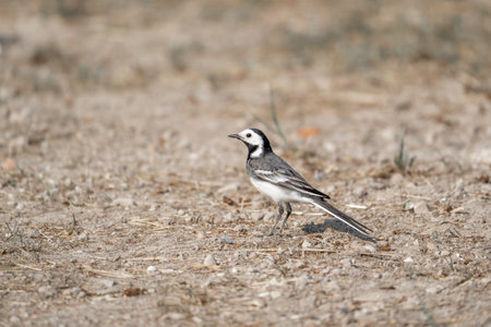 White Wagtail, Motacilla alba, single bird on ground, South Africaの写真素材