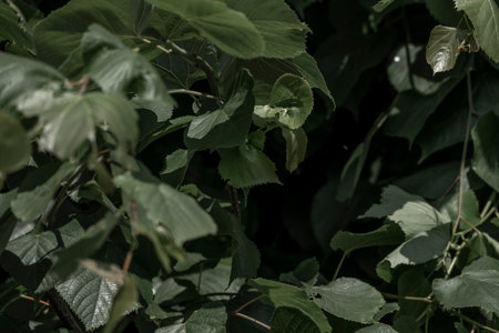 green leaves background, green leaves background, green leaves background, green leaves backgroundの写真素材