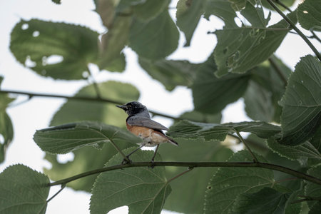 Redstart, Saxicola rubicola, single male on branch, Warwickshireの写真素材