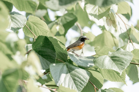 Redstart on a branch of a linden tree in springの写真素材
